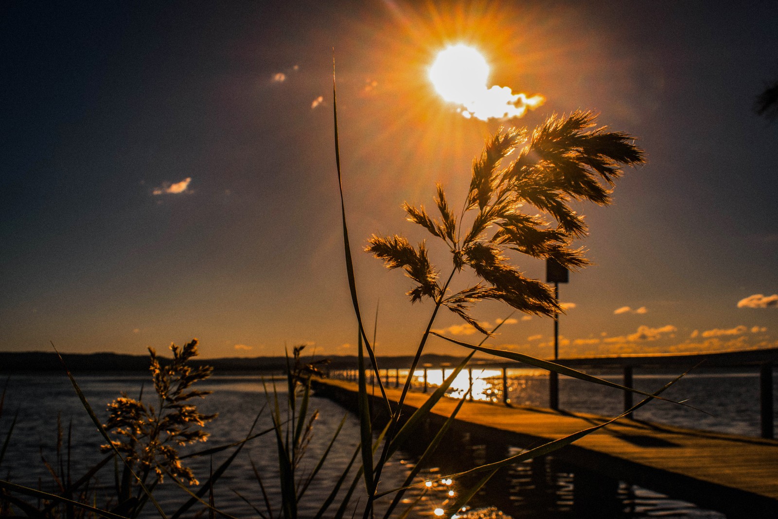 Jirafas en un muelle con el sol poniéndose de fondo (atardecer, agua, sol, horizonte, árbol)