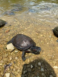 Tartaruga de água doce na margem do rio