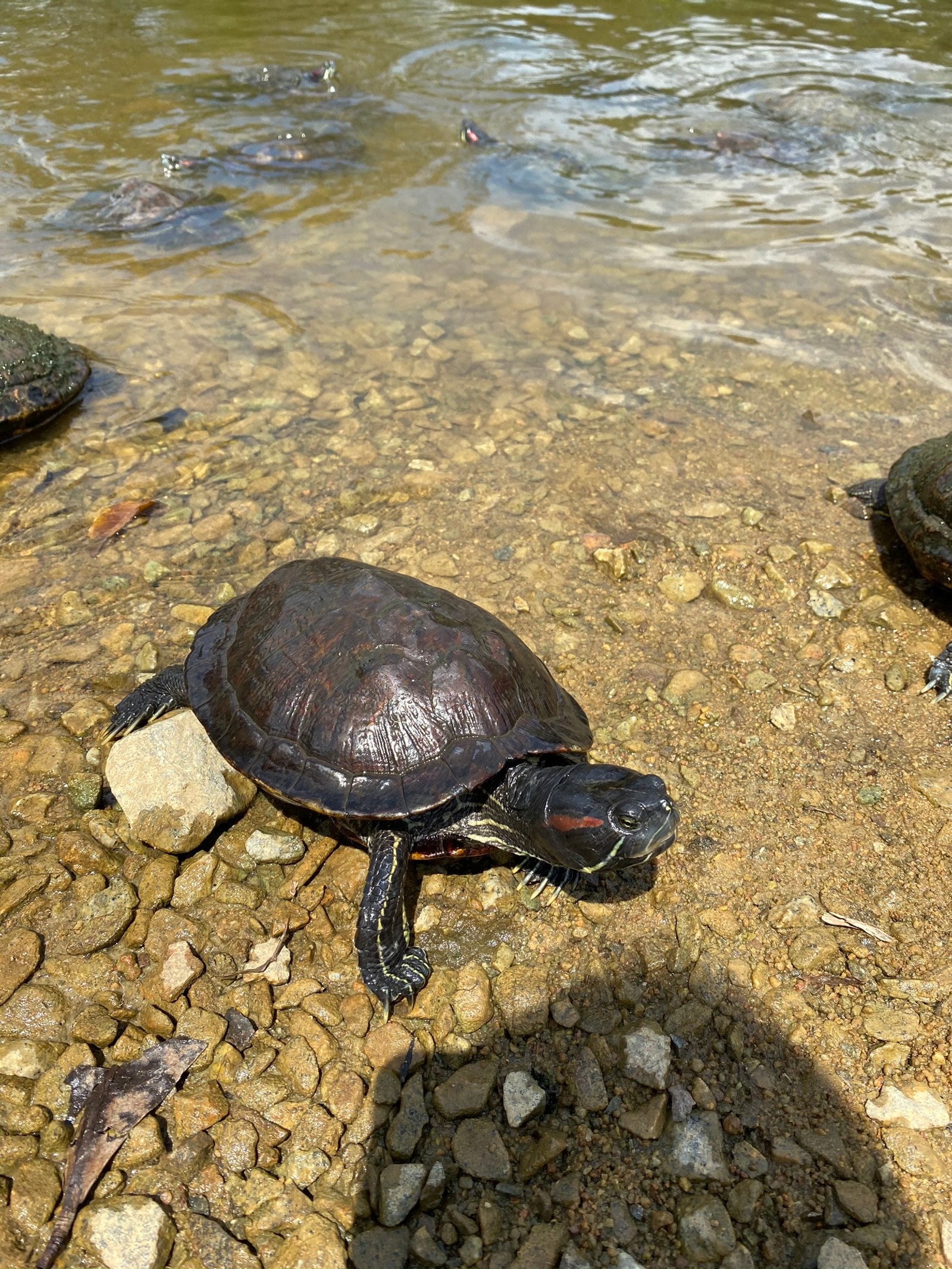 Eine schildkröte sitzt auf den steinen im wasser (wasser, schildkröte, reptil, wasserlauf, landsäugetier)