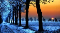 Serene Winter Sunrise Amidst Frosty Trees