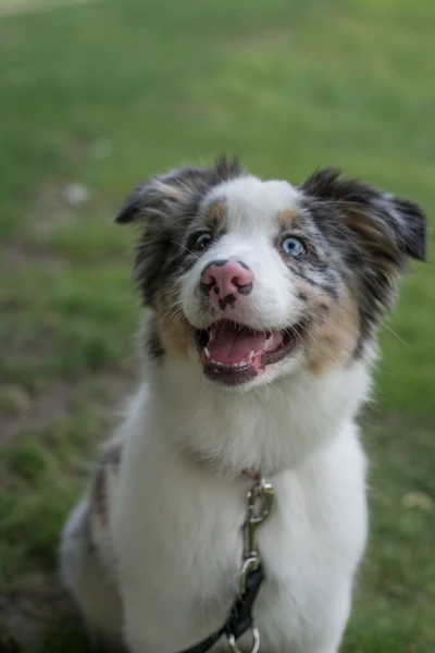 pastor australiano, pastor americano em miniatura, raça de cachorro, border collie, cão pastor galês