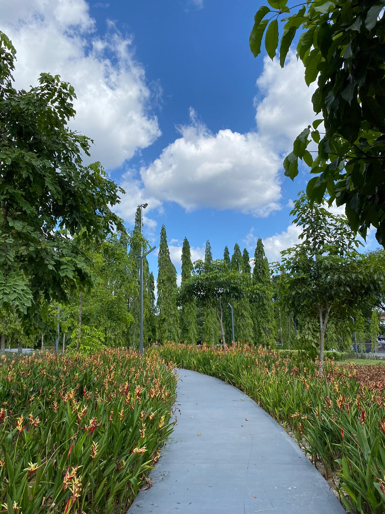 Il y a un chemin entouré de fleurs et d'arbres (nature, végétation, herbes, biome, plante)