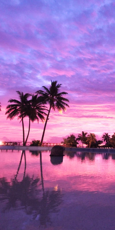 playa, paisaje, palmas, rosa, atardecer