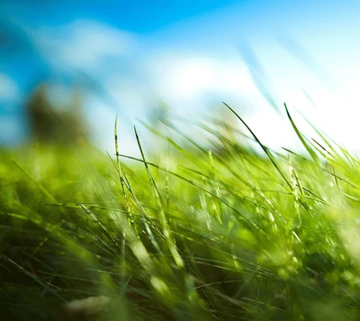 Lush Green Grass Under a Bright Summer Sky