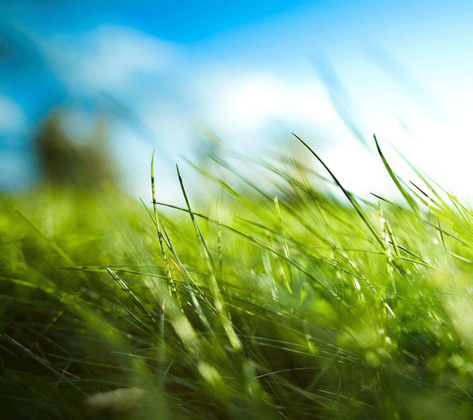 Un primer plano de un campo de césped verde con una persona al fondo (pasto, verde, hoja, hojas, naturaleza)