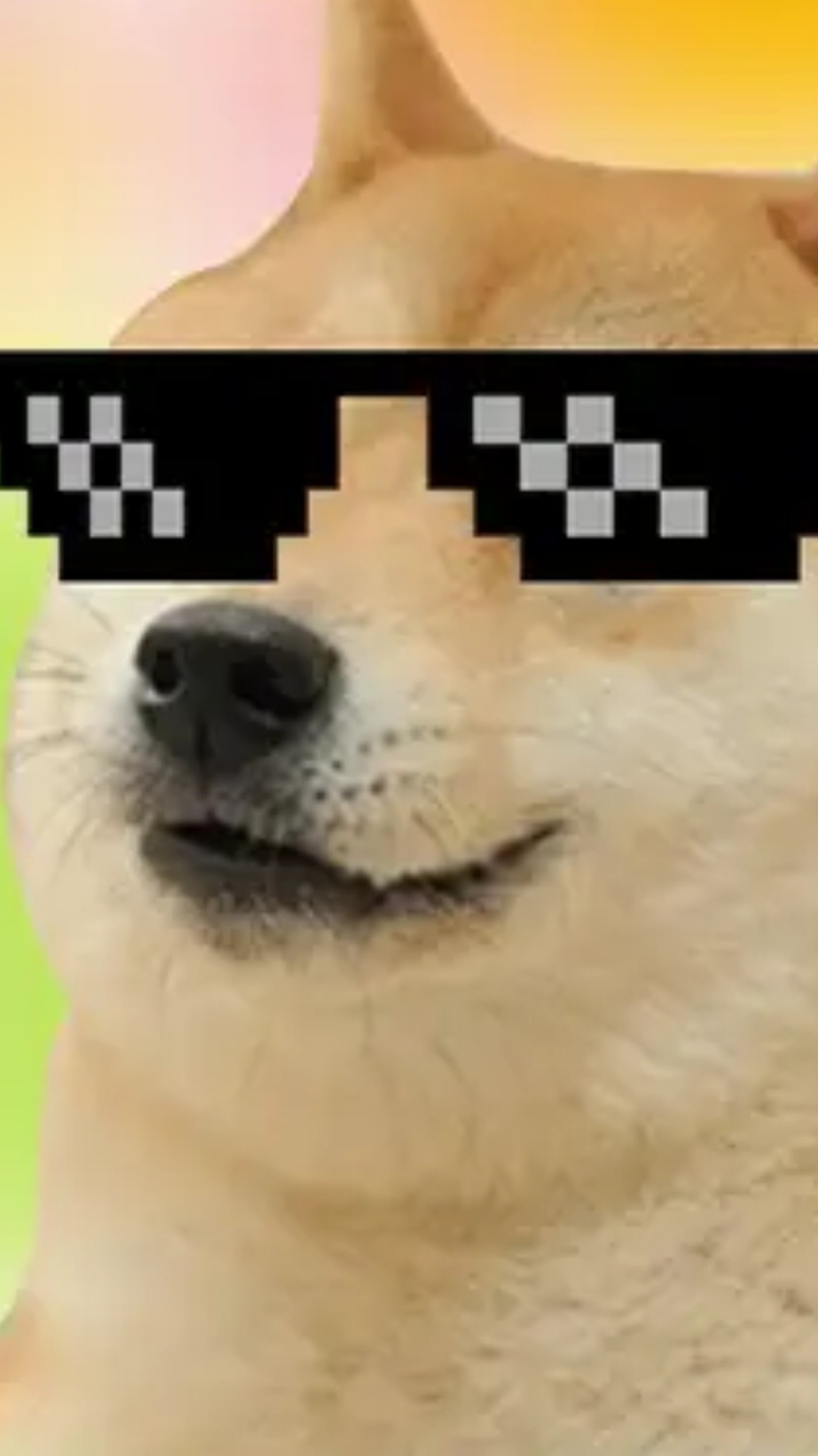 Ein hund mit sonnenbrille und einem karierten muster (hund, meme, thuglife)