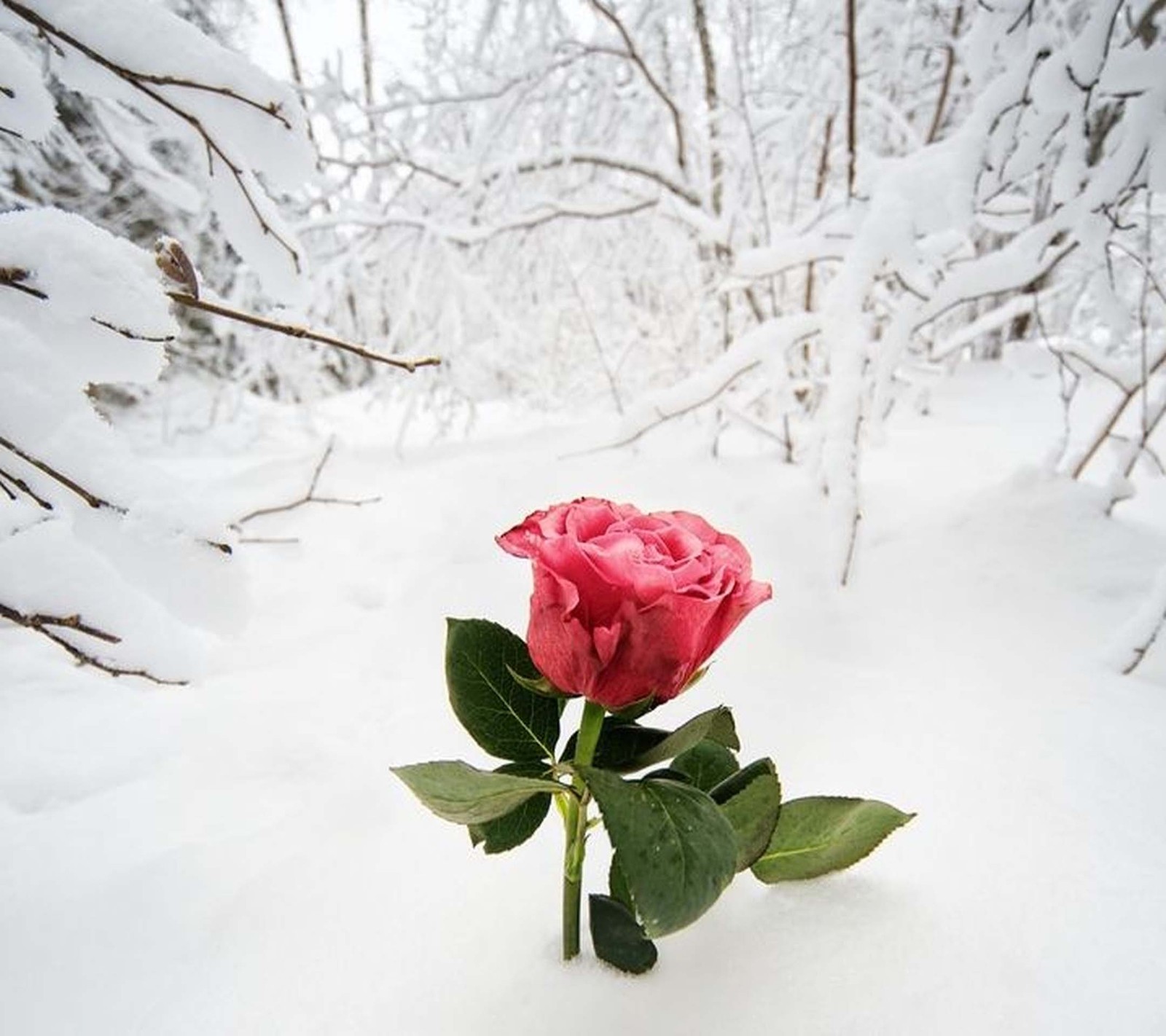 Uma única rosa na neve na floresta (bonito, rosa)