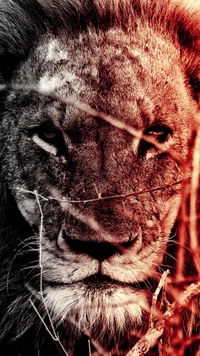 lion, wild wallpaper