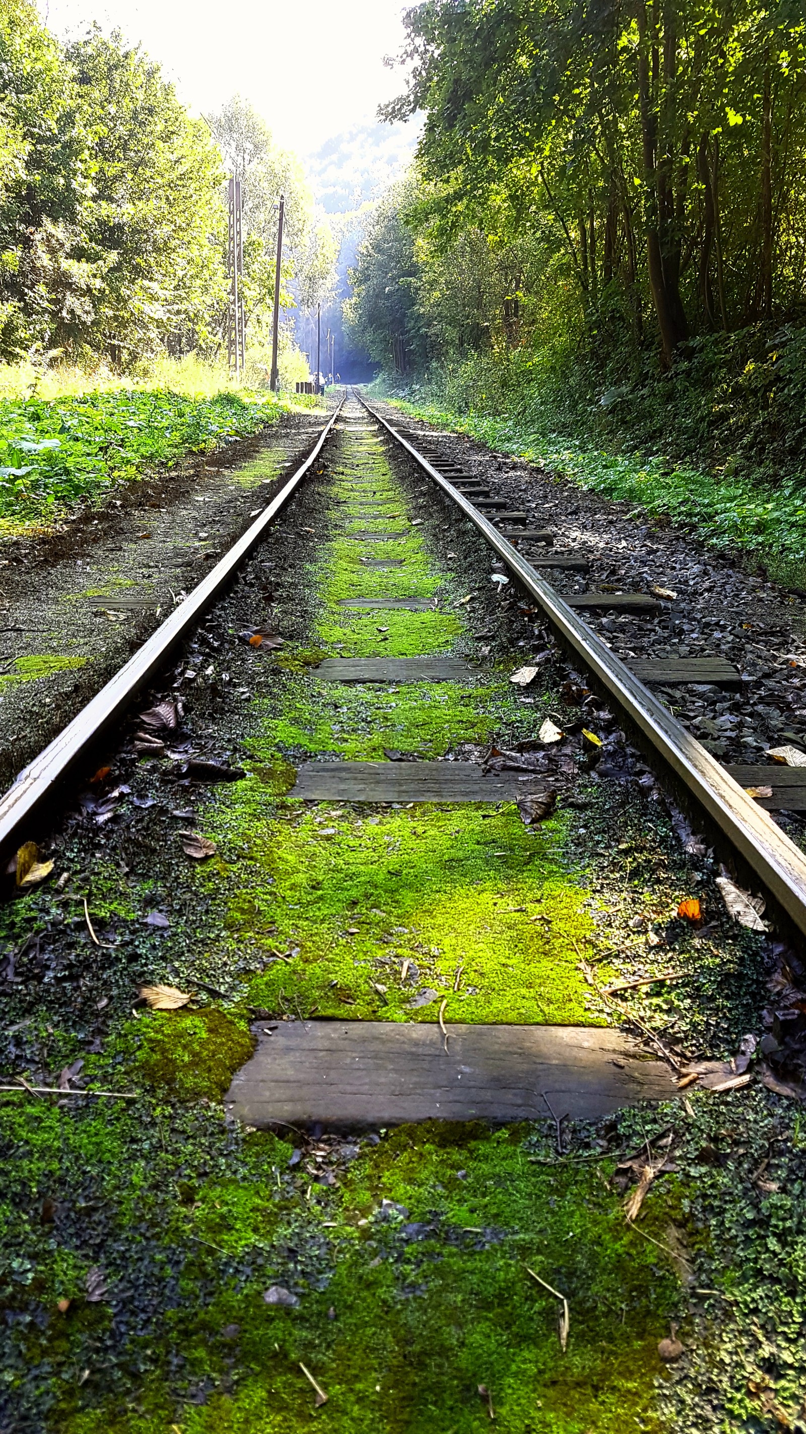 Hay un riel de tren que atraviesa el bosque (ferrocarril, tren, viajar)