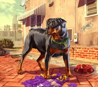 Rottweiler em ambiente urbano com camisa esportiva