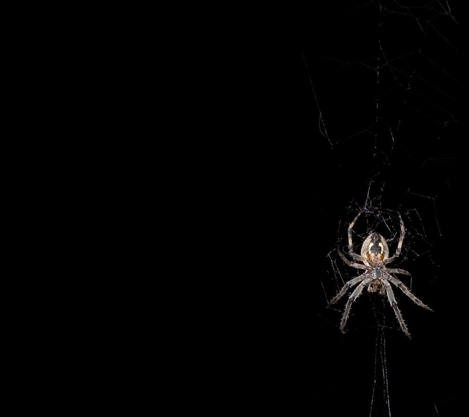 Un gros plan d'une araignée sur une toile dans le noir (animal, noir, hd, araignée)