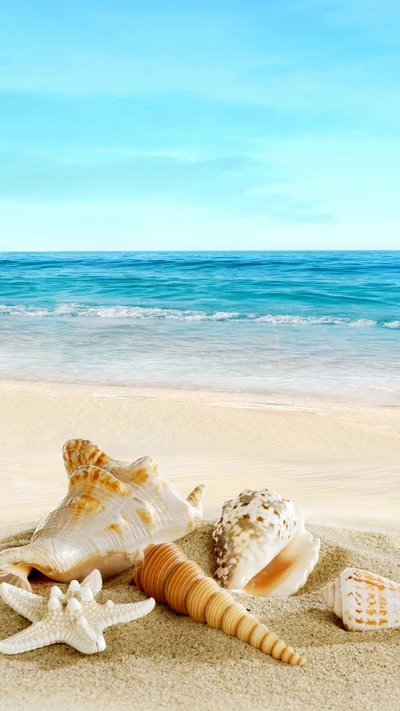 beach, nature, sand, sea, shells