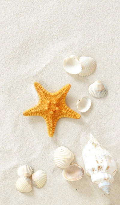 abstract, nature, shells, starfish, white sand