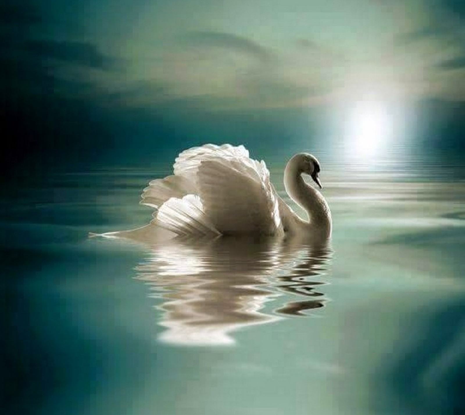 Há um cisne branco flutuando na água com um sol ao fundo (aves, natureza, quietude)