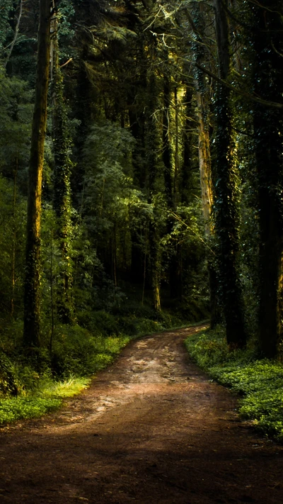 forêt, nature, chemin, bois