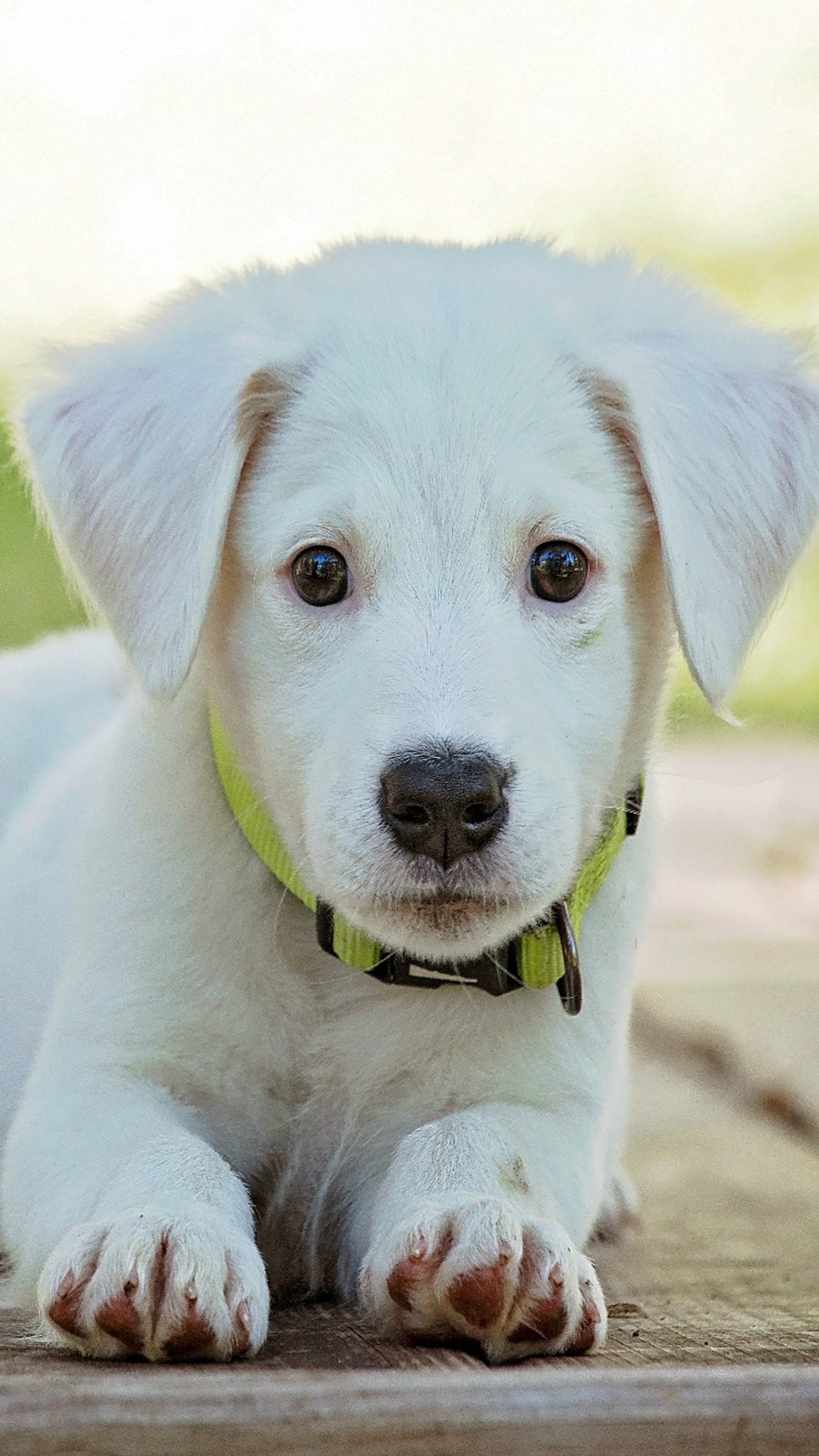 Há um cachorro branco com uma coleira amarela deitado em um piso de madeira (fofo, cachorro, amor, panda, animal de estimação)