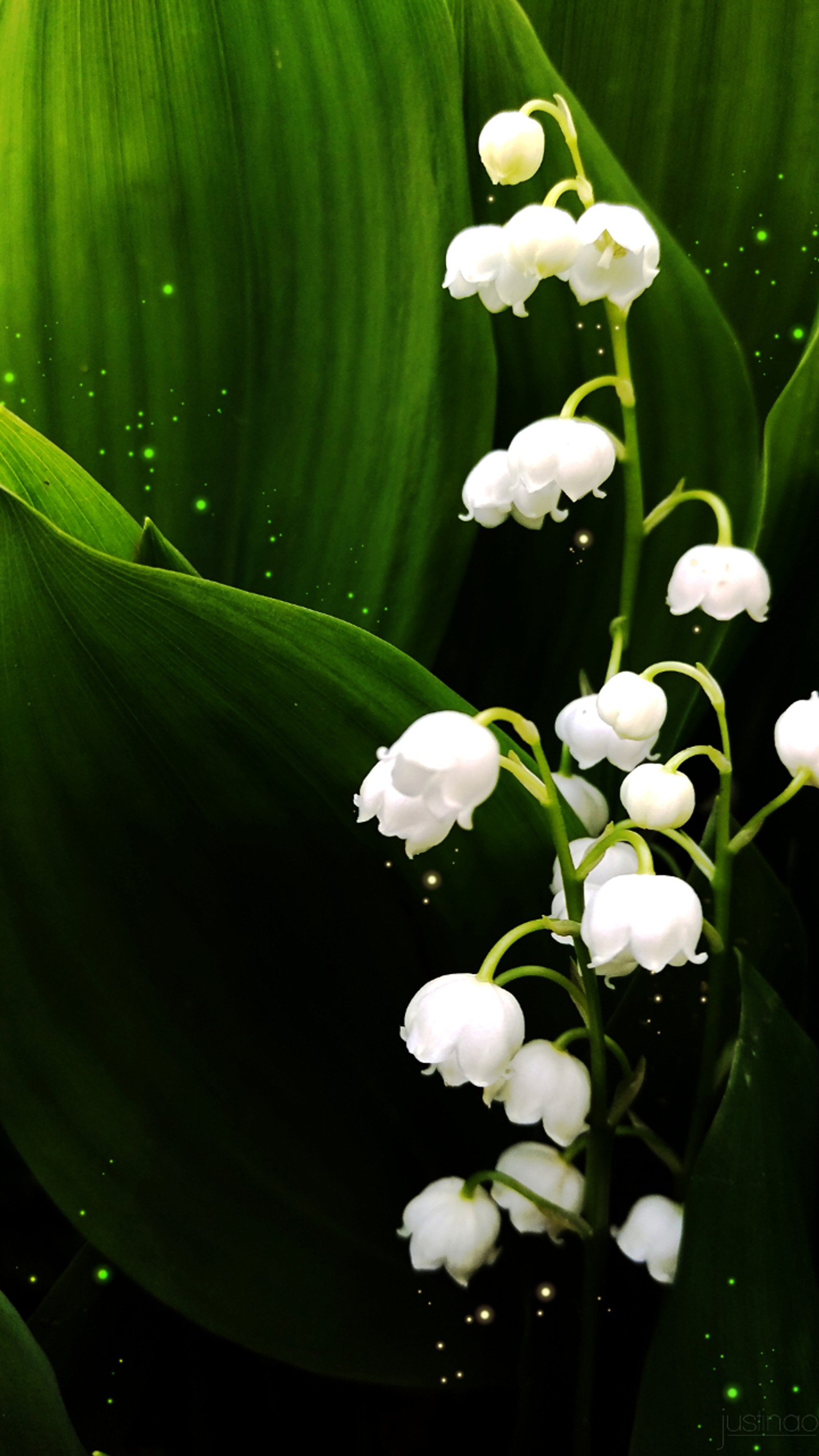 Fleur de muguet avec des feuilles vertes et des gouttes d'eau (marron, vert, sol, konwalia, muguet)