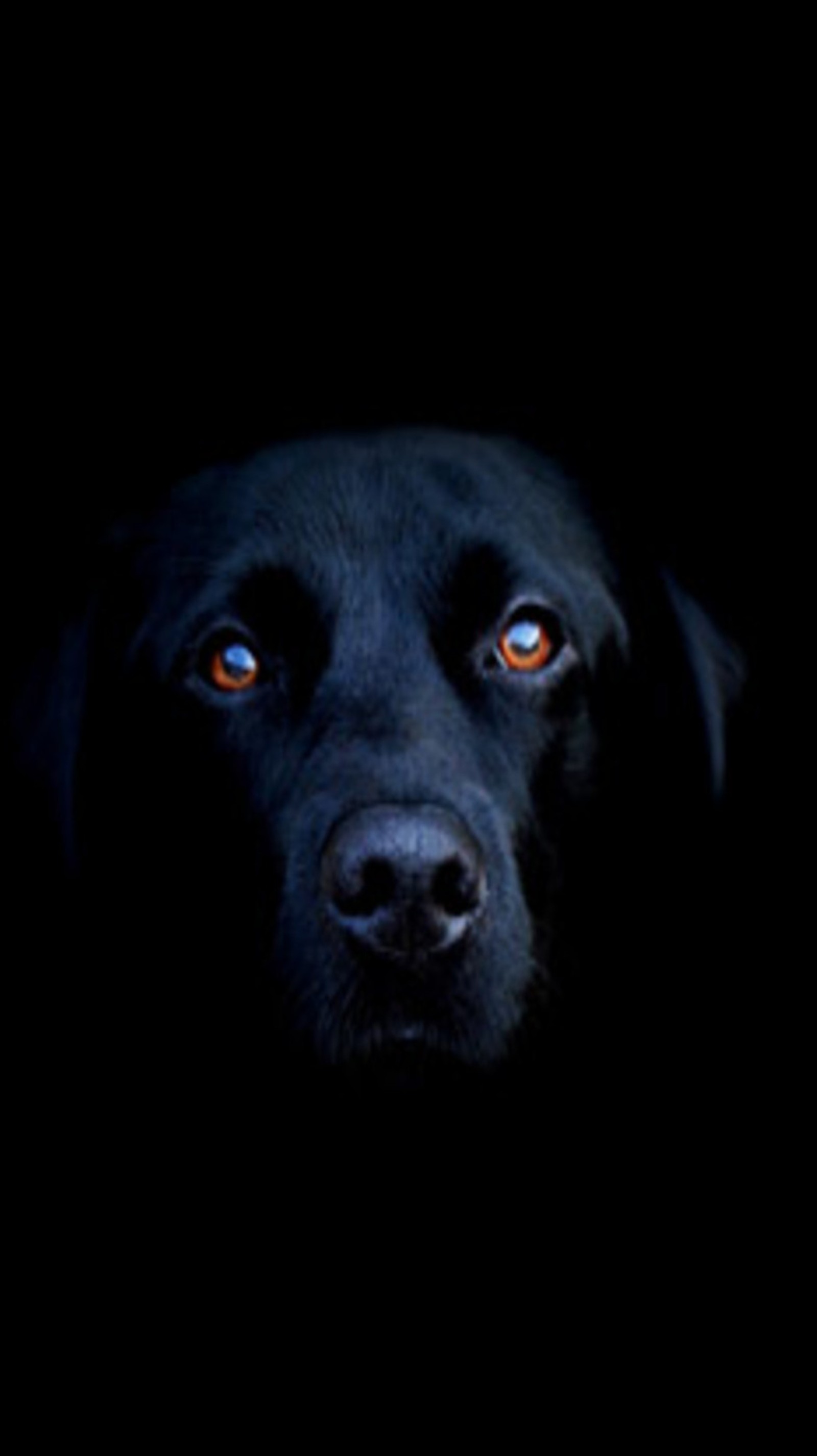 Um cachorro preto com olhos laranja no escuro (animais, preto, cachorro, animal de estimação)