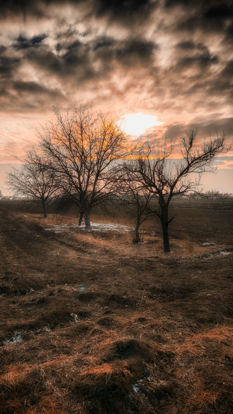 Лошадь стоит на траве в поле (красота, серебро)