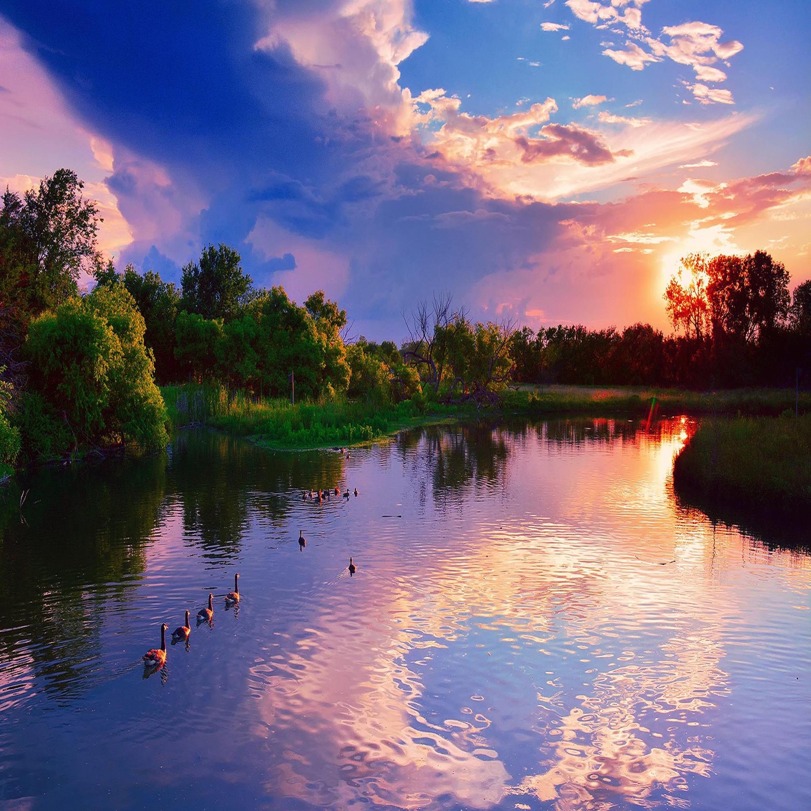 Araffes swimming in a lake at sunset with a beautiful sky (beautiful, cute, look, nice)