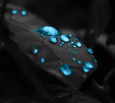 Gotas de agua azul vívidas sobre una hoja monocromática