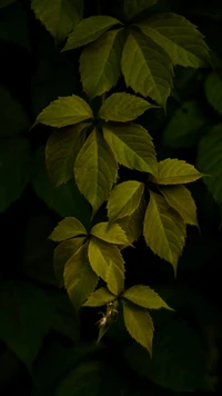 green, hanging, leaces, nature