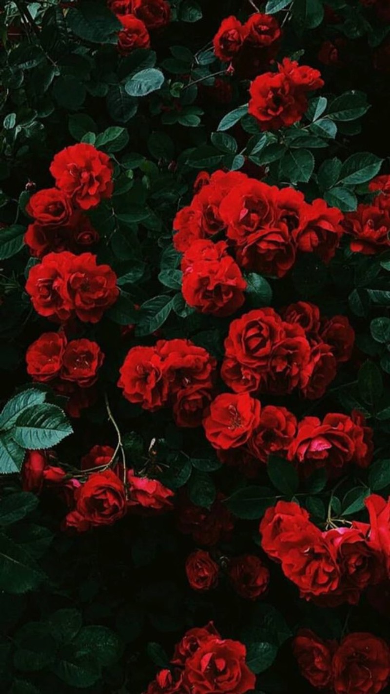 There are many red roses growing in a bush with green leaves (tumblr, today, fire, tokyo, flower)