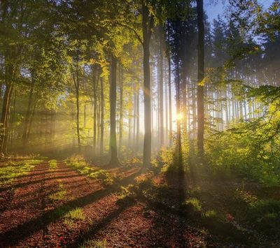 forest, light, road, sun, tree