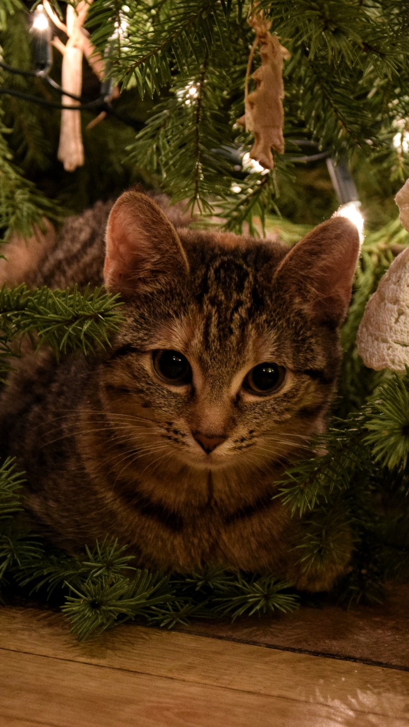 Кот, лежащий под рождественской елкой (кот, рождество, рождественская ёлка, котёнок, сладкий)