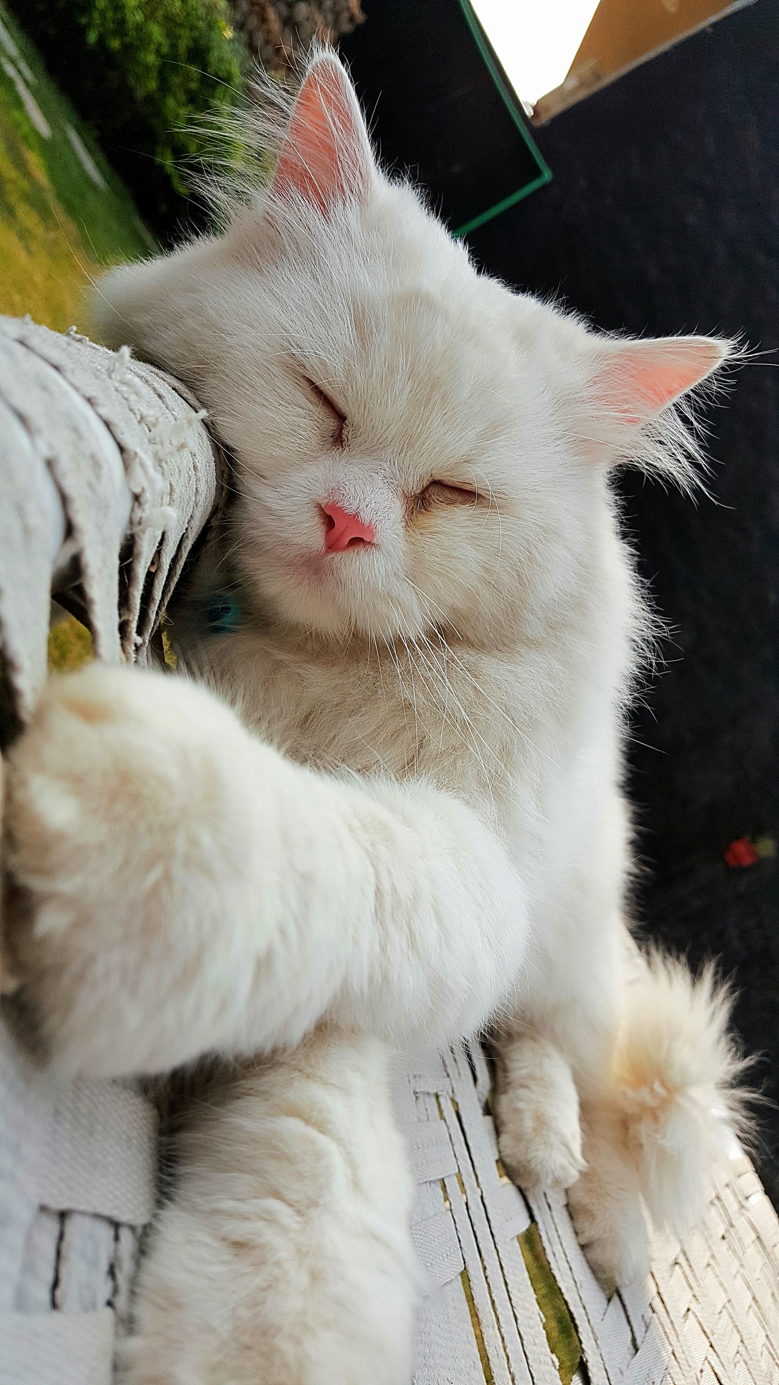 Eine weiße katze schläft auf einer bank (gato, niedlich, klein, mischung, weiß)