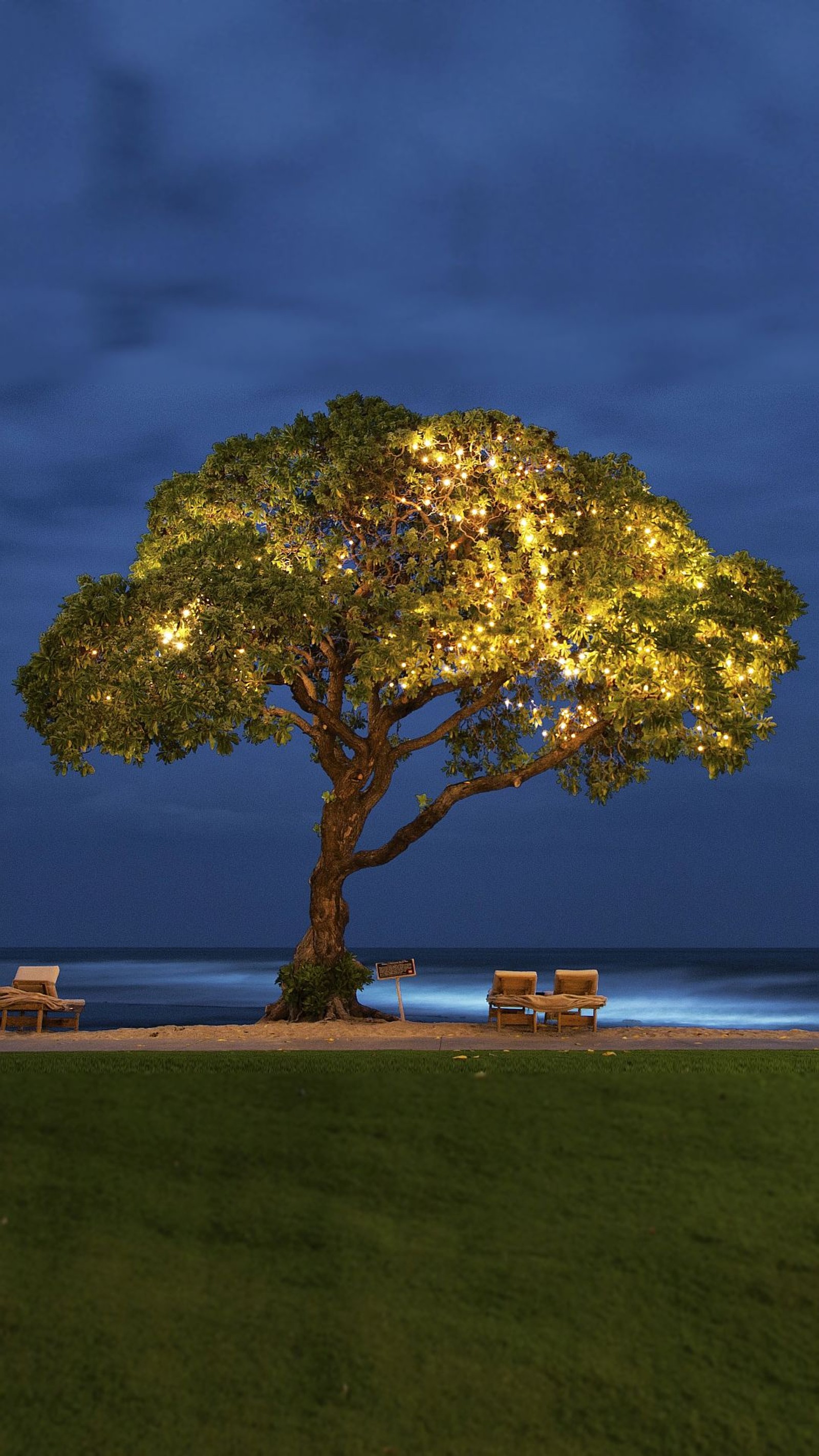 There is a tree that is next to a bench on the grass (fairy tree, hawaii, hawaiian, kona)