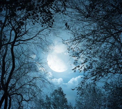 landscape, moon, nature, silhouette, trees