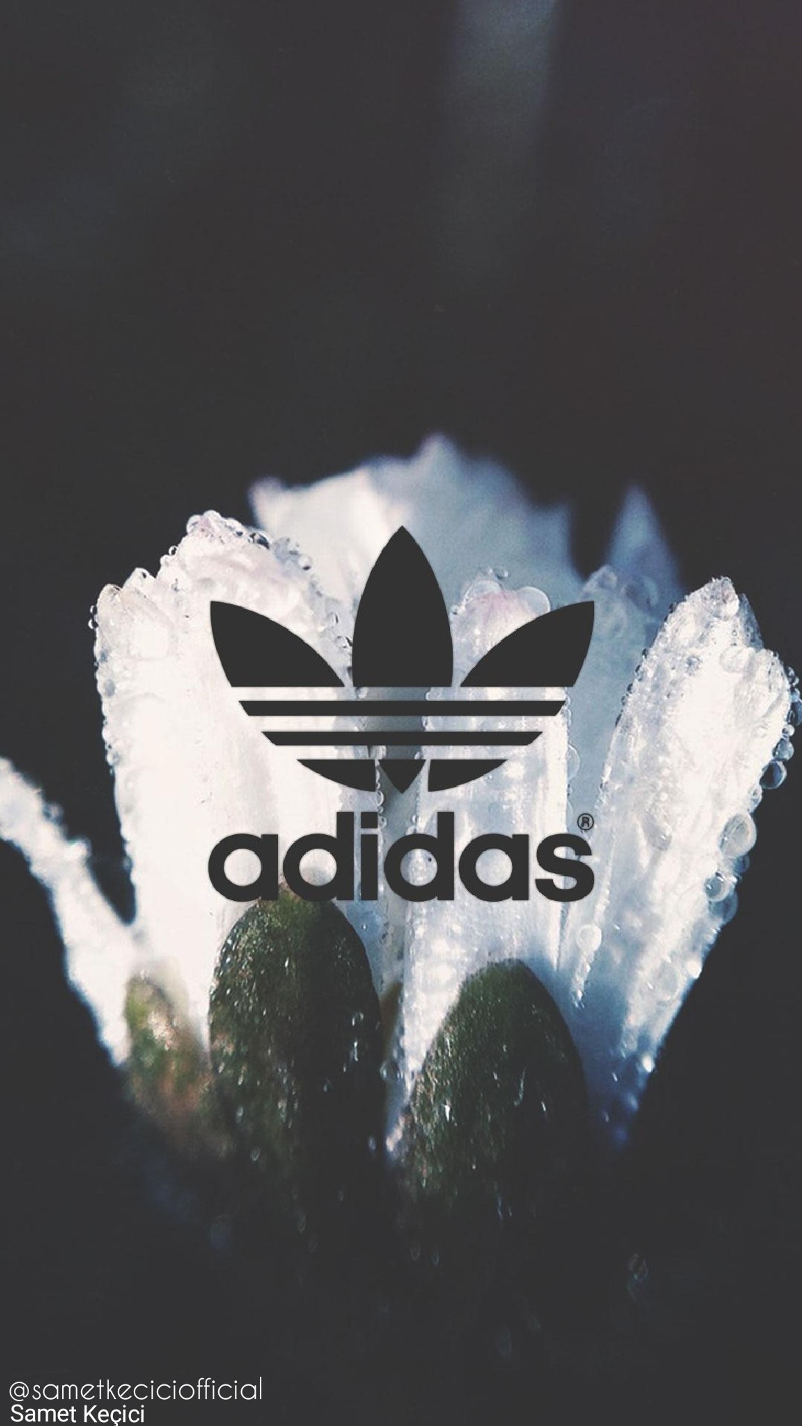 Логотип adidas на цветке, покрытом льдом (hd, hd обои, логотип, обои)