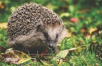 hedgehog, erinaceidae, porcupine, terrestrial animal, wildlife wallpaper