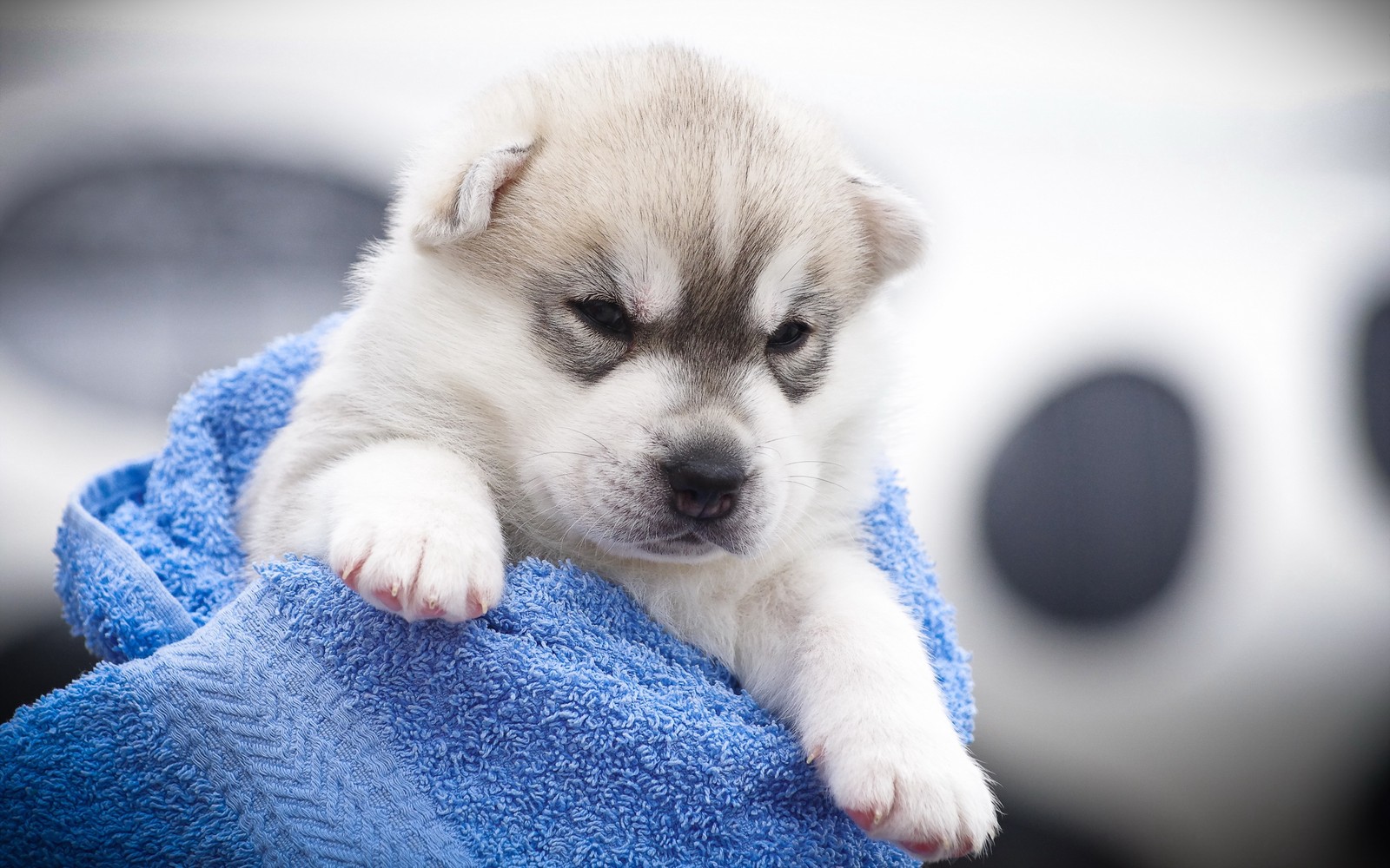 Um filhote sentado em uma toalha com suas patas em cima dela (husky siberiano, filhote, gatinho, focinho, cachorro)