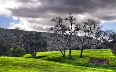 Paysage verdoyant sous un ciel nuageux