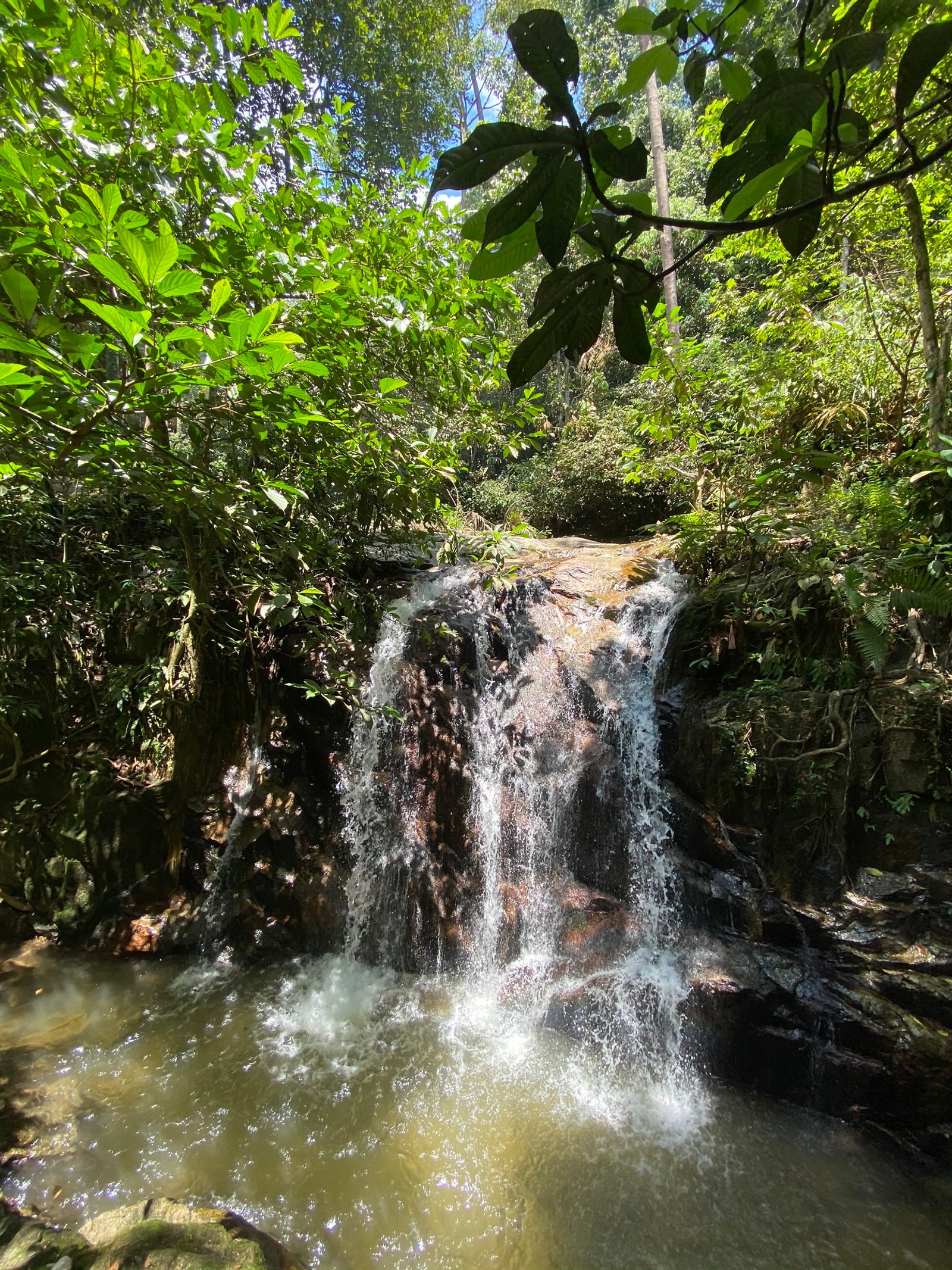 Hay una cascada en medio de un bosque con muchos árboles (cascada, cuerpo de agua, vegetación, naturaleza, recursos hídricos)