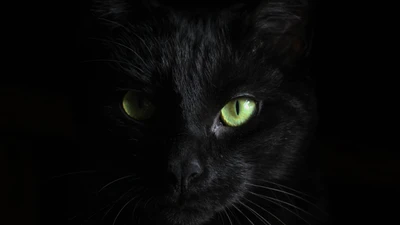 Retrato impressionante de um gato preto com olhos verdes vibrantes