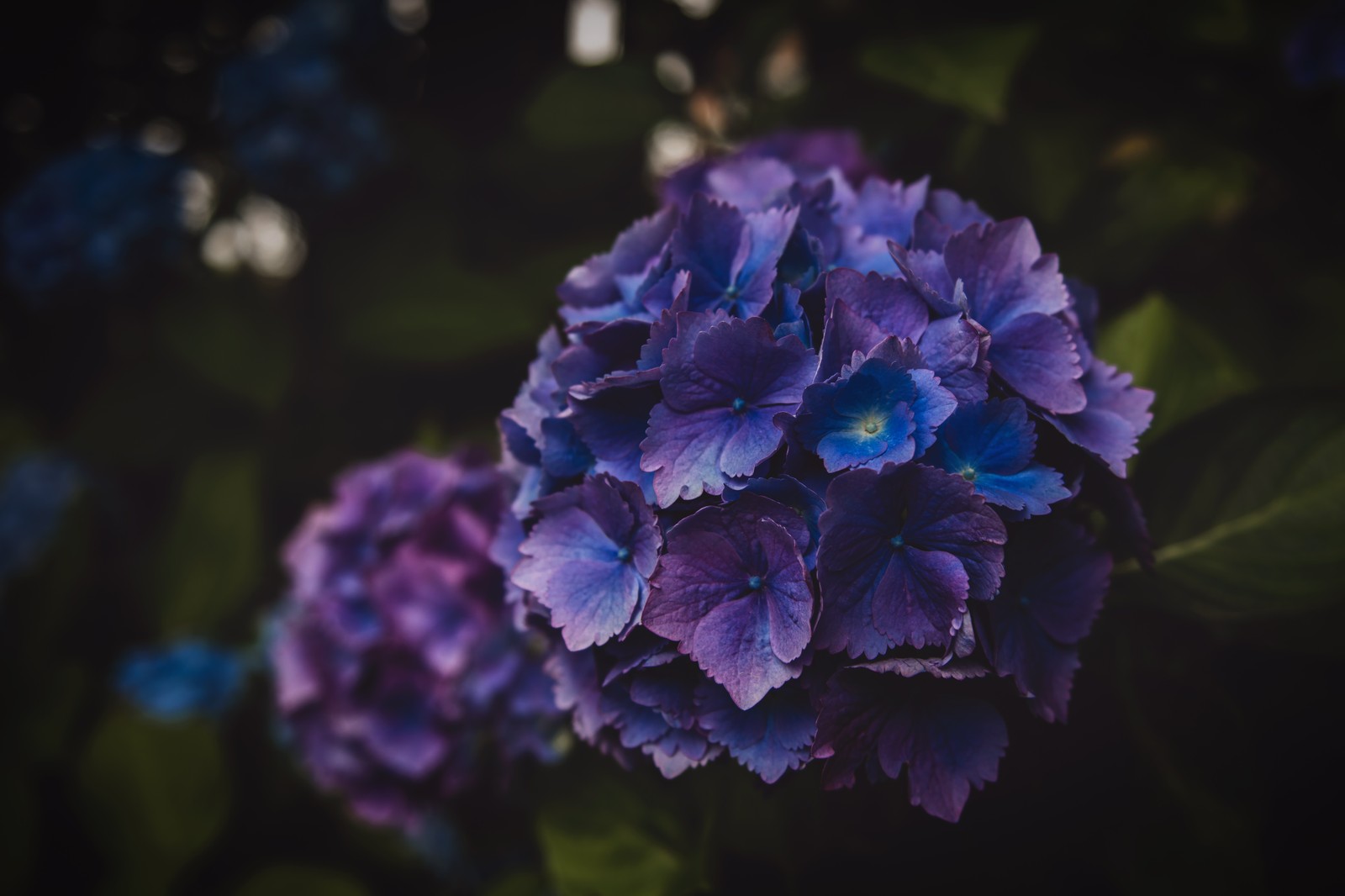 Lila und blaue blumen mit grünen blättern auf dunklem hintergrund (hortensie, krautige pflanze, blau, wildblume, hydrangeaceae)