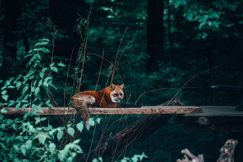 Красная лисица лежит на бревне (дикая природа, рысь, canidae, дохл, dhole)