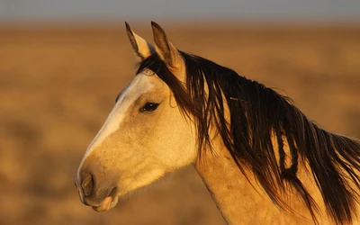 Un caballo majestuoso con una melena ondeante se encuentra en una pradera iluminada por el sol, encarnando el espíritu del ecosistema de la estepa.