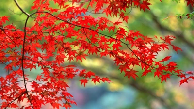 Feuilles d'érable rouges vibrantes dans la splendeur automnale