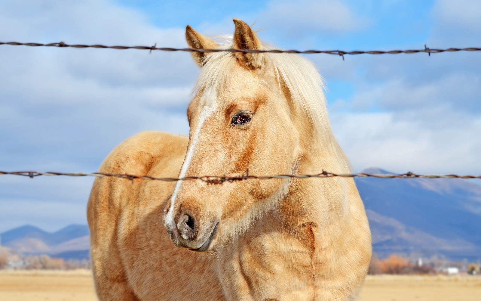 Téléchargez le fond d'écran crinière, jument, étalon, cheval, museau