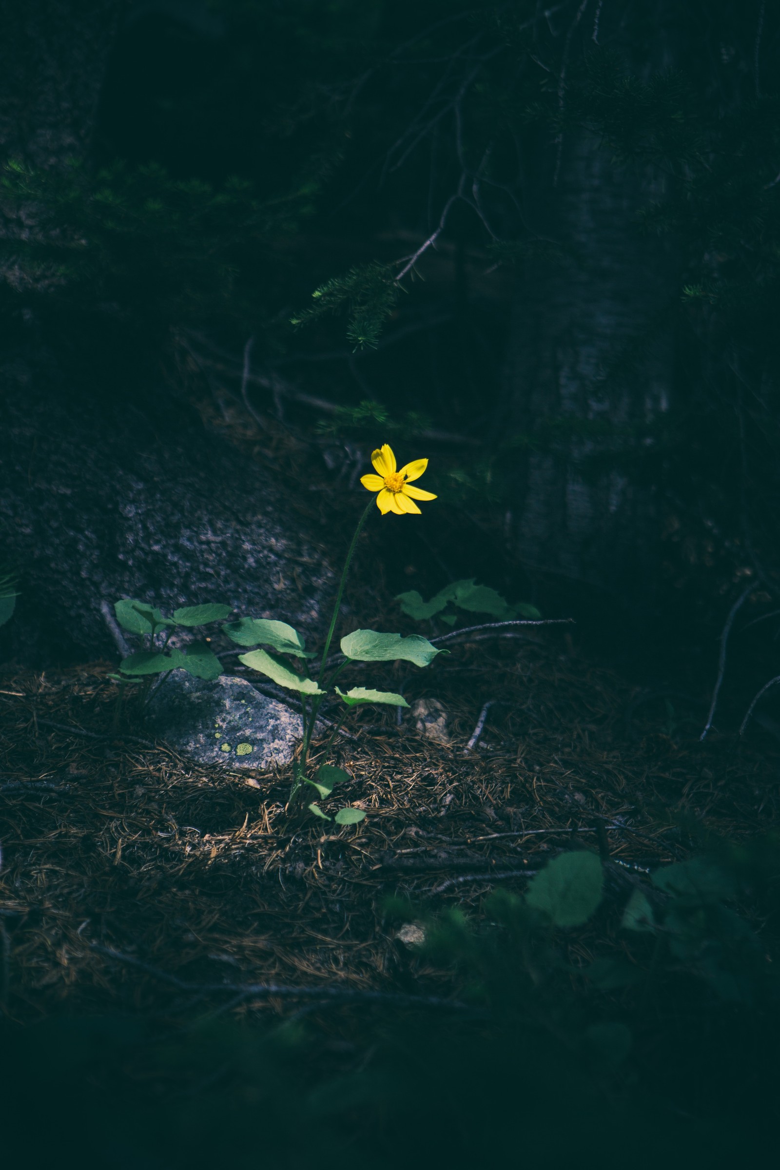 Yellow flower in the dark of the forest (green, nature, flower, yellow, plant)