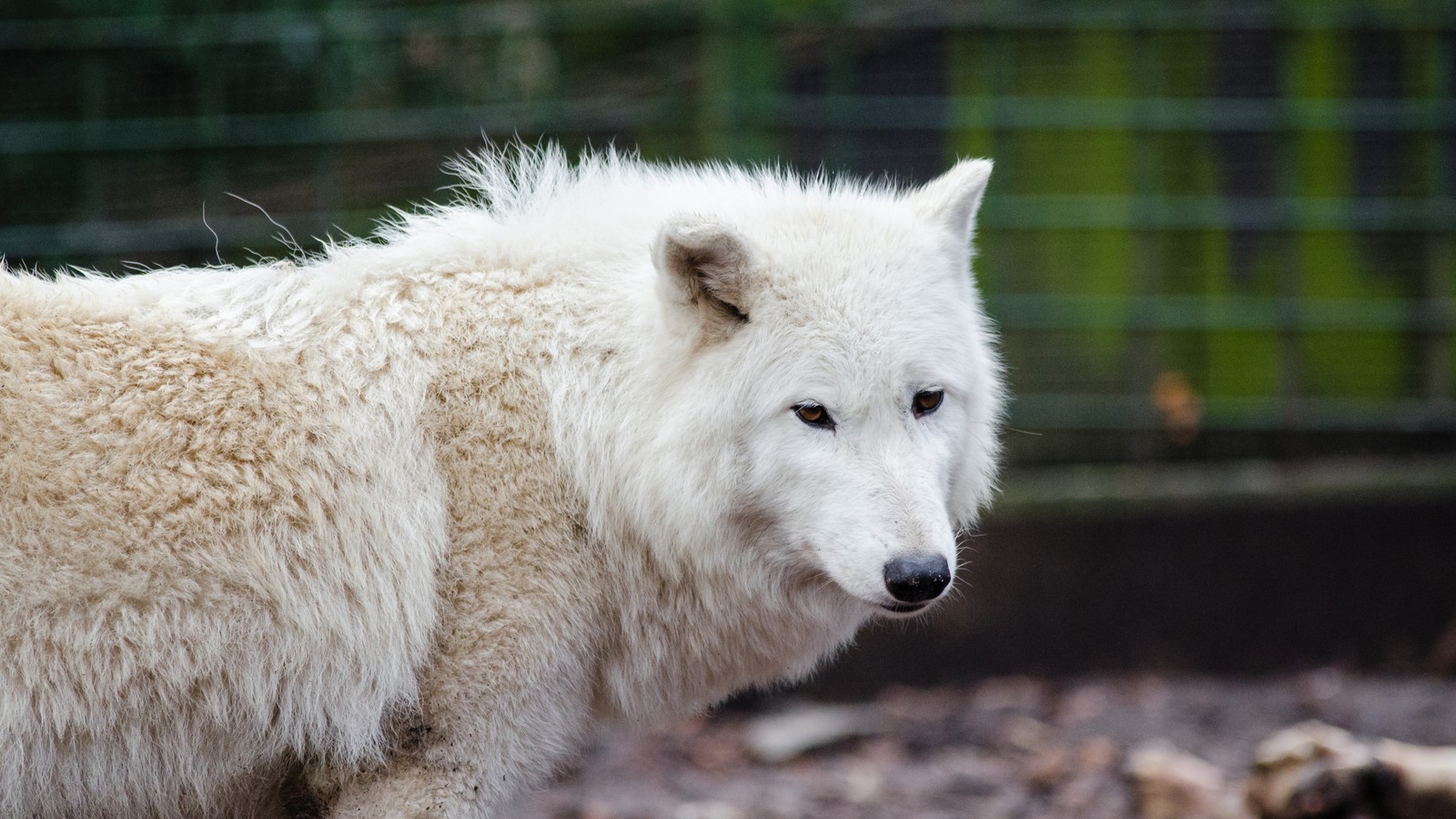 Hay un lobo blanco de pie en un recinto de zoológico. (vida silvestre, fauna, pelaje, vista)