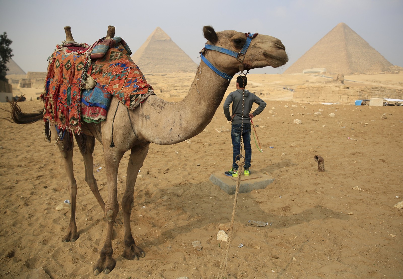 Une girafe avec une selle devant une pyramide (le caire, tourisme, chameau, chameau arabe, sable)