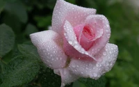 Hermosa rosa rosa con gotas de lluvia