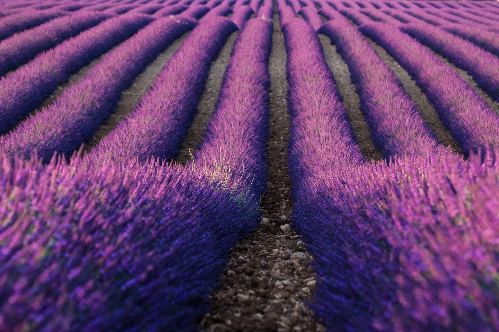 Campo de lavanda con filas de flores moradas en primer plano (lavanda, lavanda inglesa, violeta, púrpura, flor)