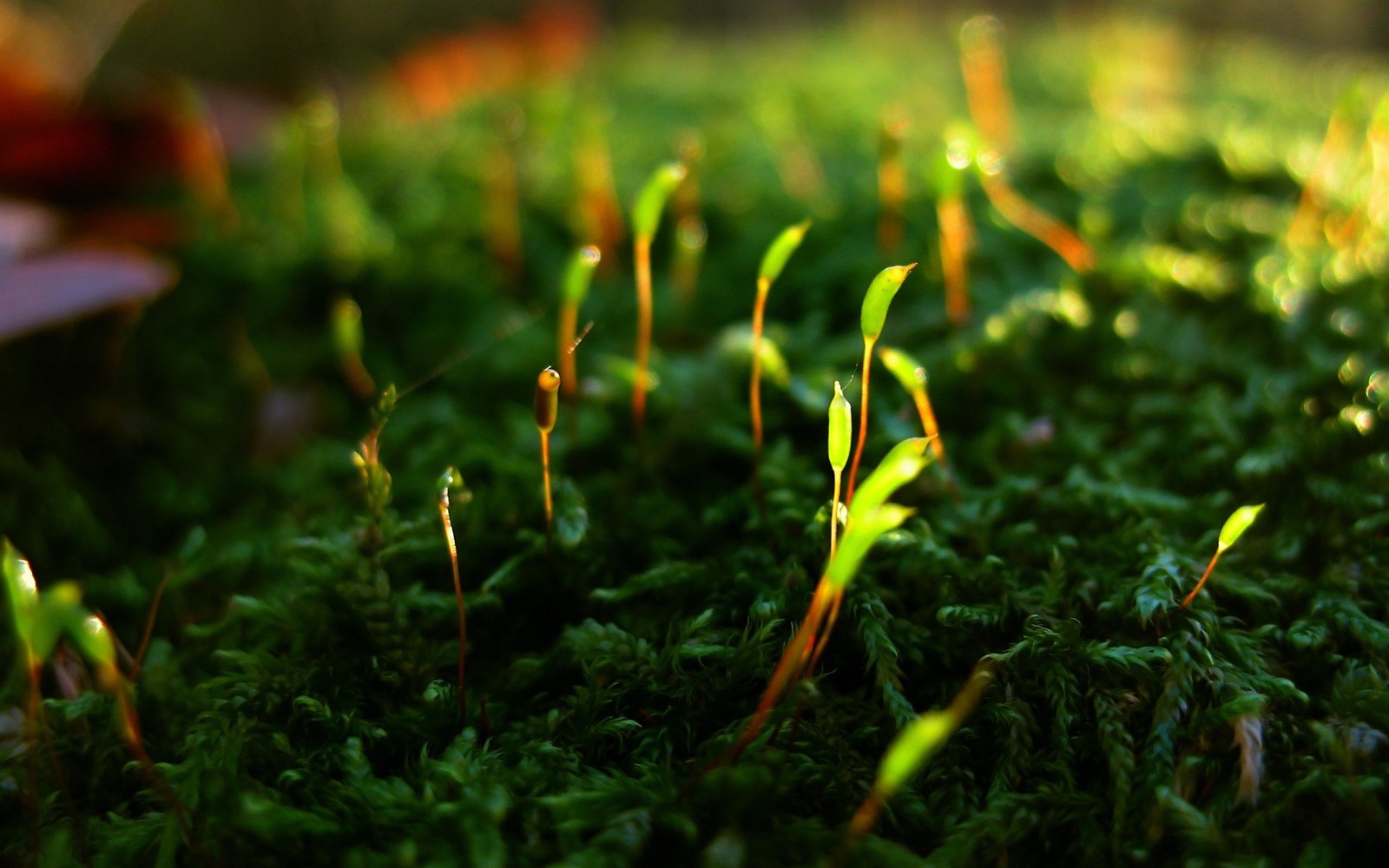 A close up of a bunch of green grass with small sprouts (nature, vegetation, plant, life, macro photography)