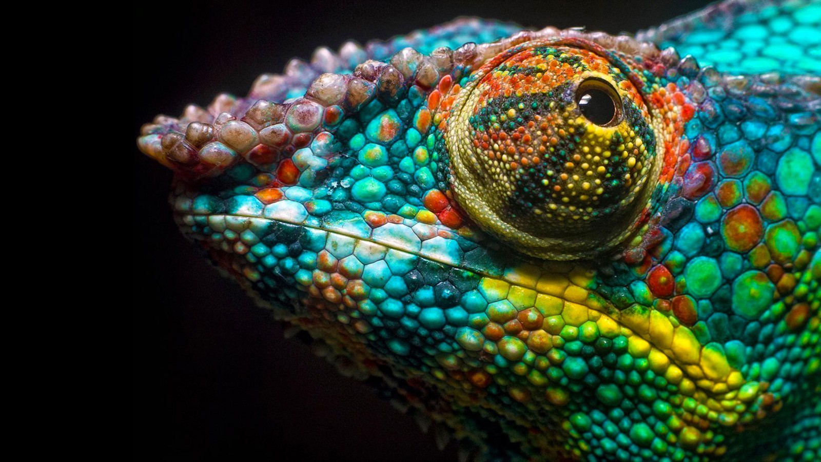 A close up of a colorful chamelon's head with a black background (chameleons, reptile, snake, scaled reptile, terrestrial animal)